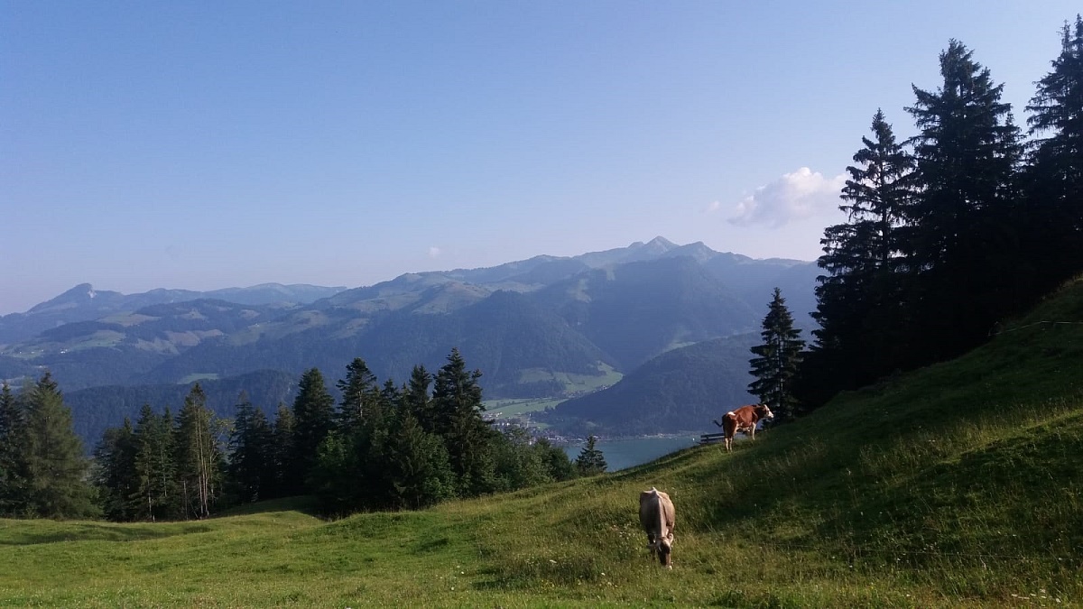 Spaß und Vergnügen am Bio-Bauernhof "Grosswolfing"