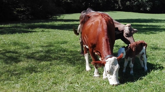 Kälbchen auf der Wiese