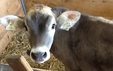 Babykalb Cindy am Biobauernhof Fischbacher