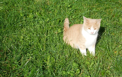 Babykatze am Biobauernhof Fischbacher Ebbs