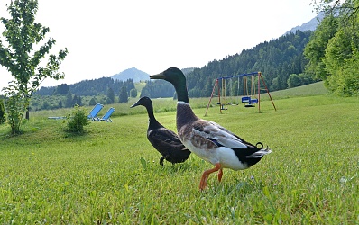 Enten am Biobauernhof