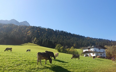 Kühe auf der Weide am Biobauernhof Fischbacher