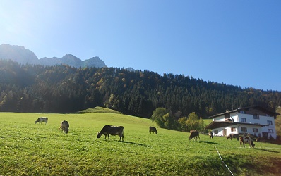 Kühe auf der Weide am Biobauernhof