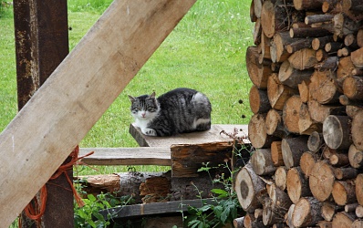 Tiere am Bauernhof Haus Fischbacher Ebbs